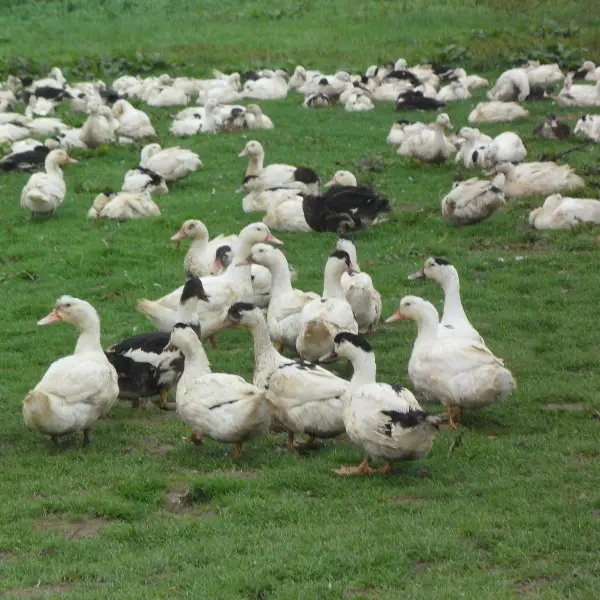 Ferme Déesse G - canards dans le prè