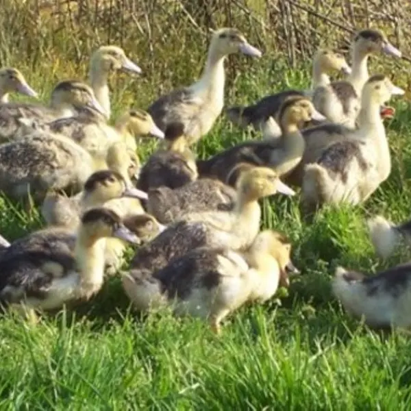 Ferme Déesse G - canards