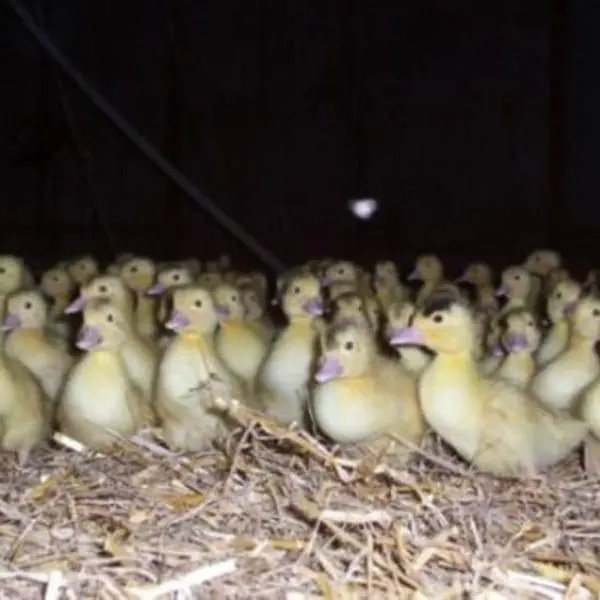 Ferme Deesse des Gourmets - canetons