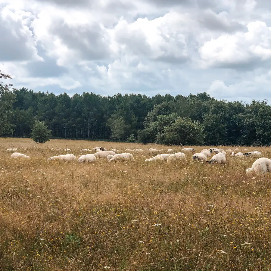 Ferme cinsi troupeau