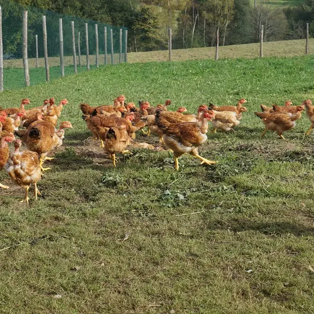 Ferme du Mas d'Arneix