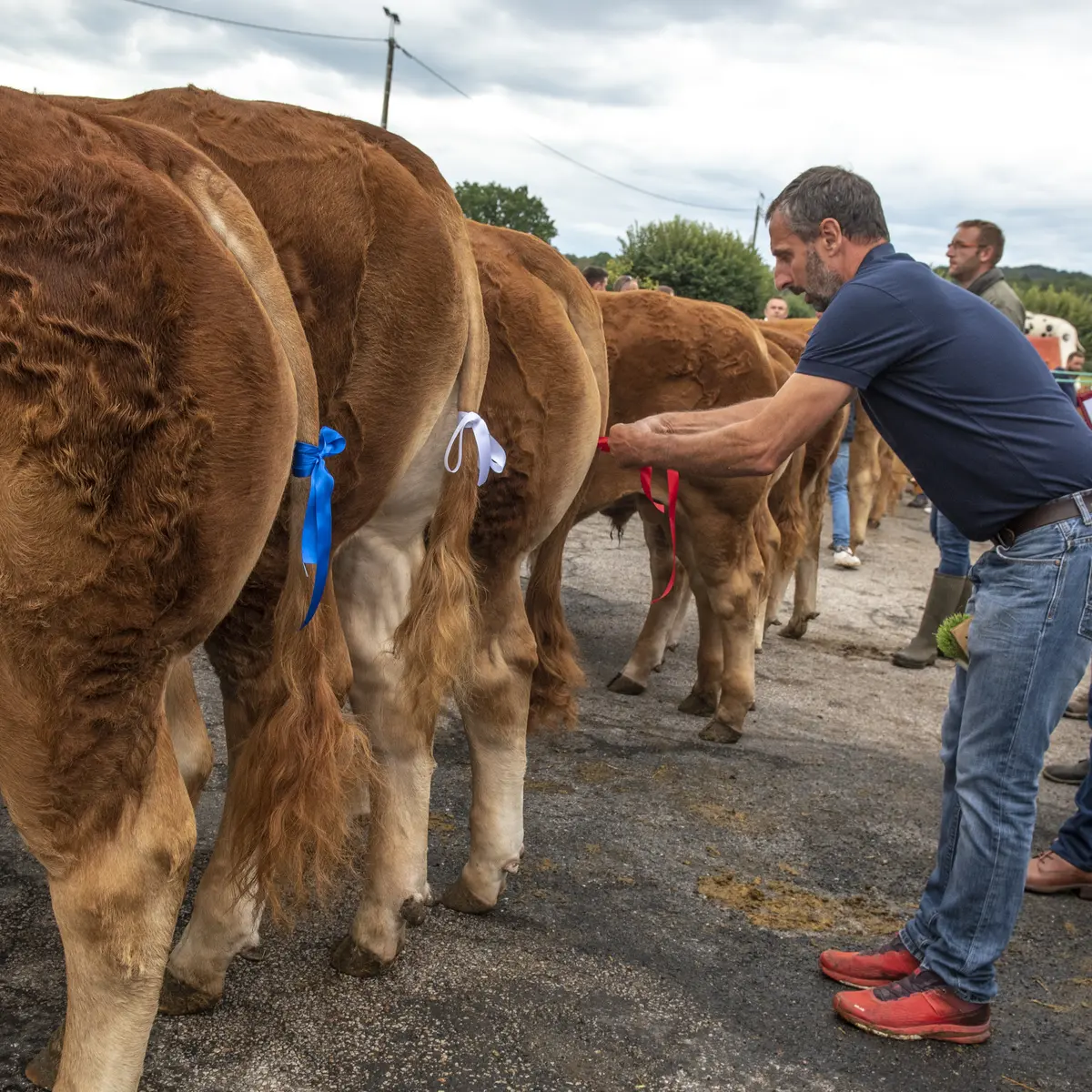 Comice agricole