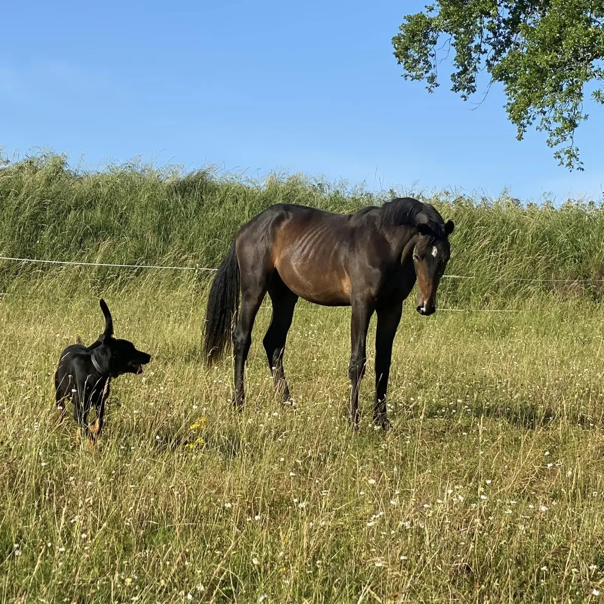 Haras du mas
