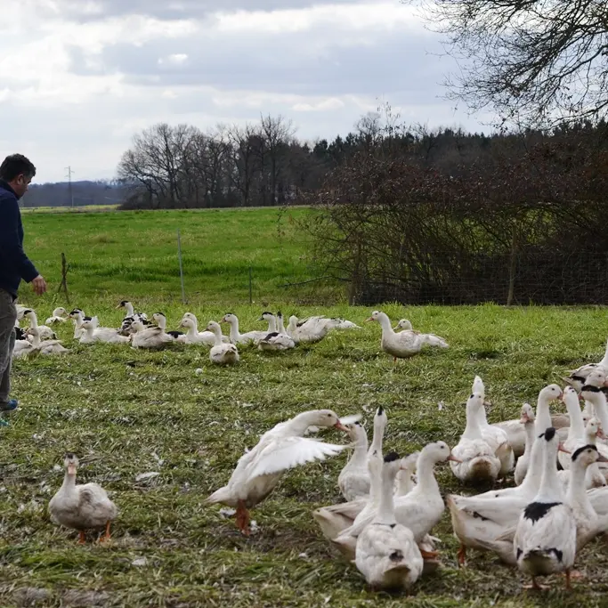 Le canard chez Degert - Canards en plein air