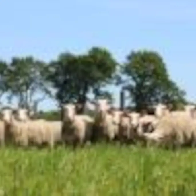 OTPT_EARLD'Ardilla_SaintYaguen_03