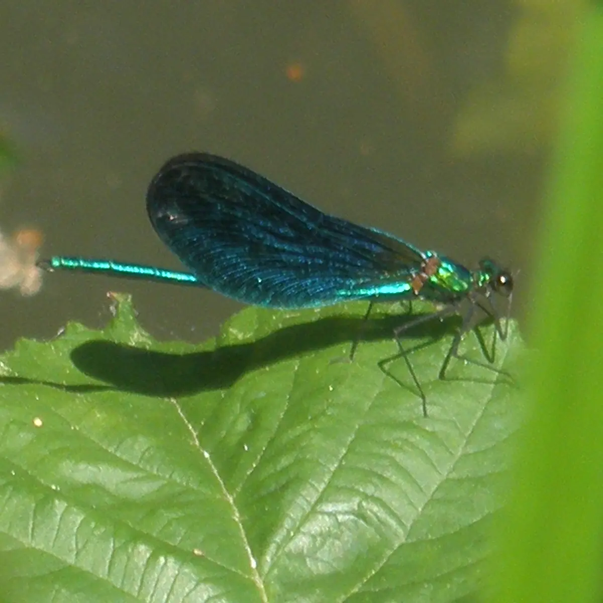 P6240234