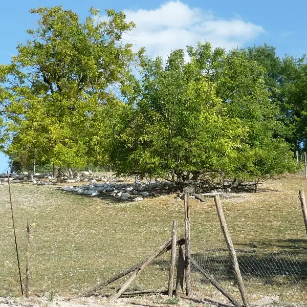 Payenchet canards adultes