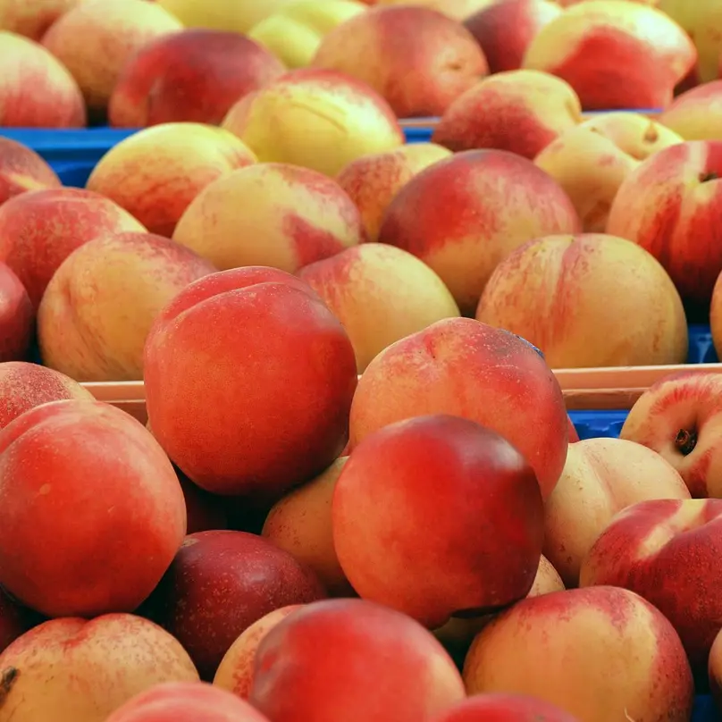 Pêches marchés