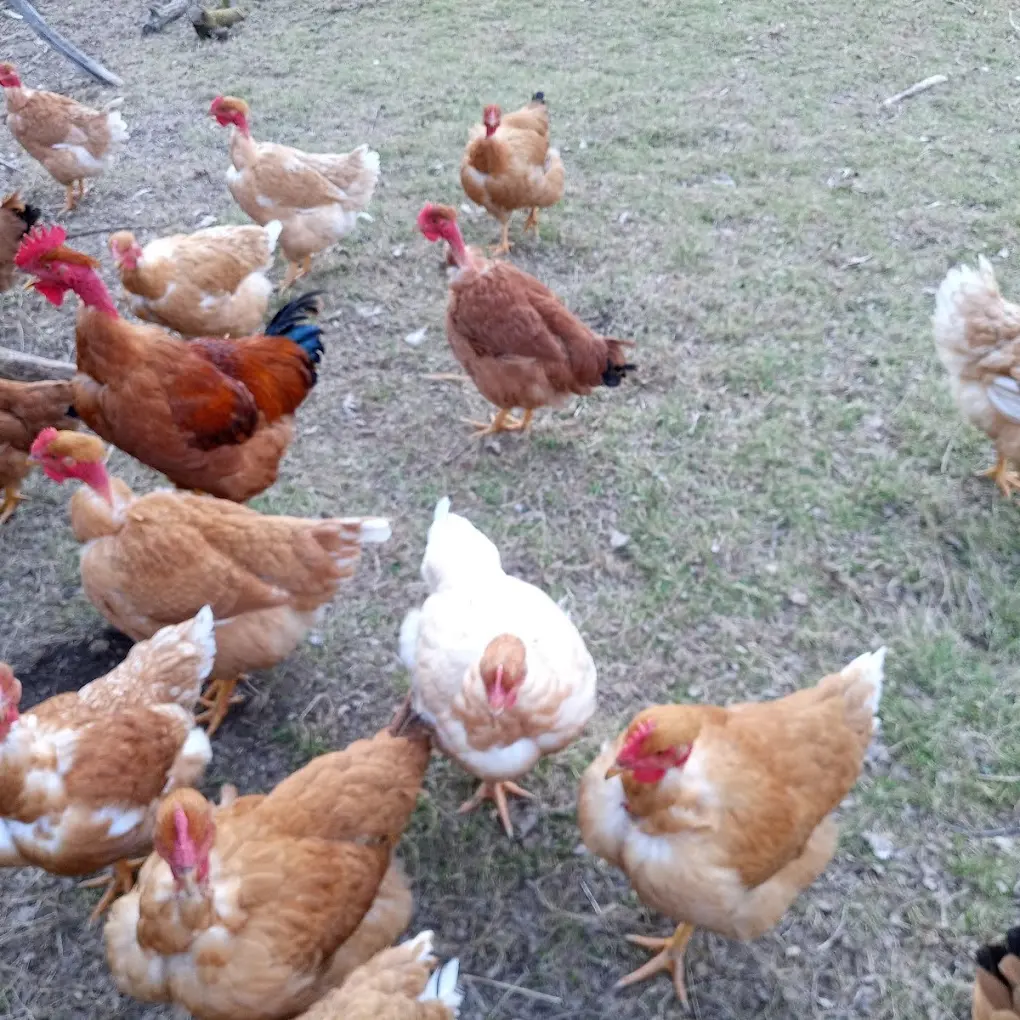 Poulets ferme du Puy Barra