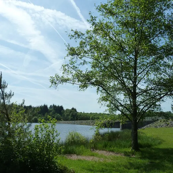 Plan d'eau de Miallet arbre