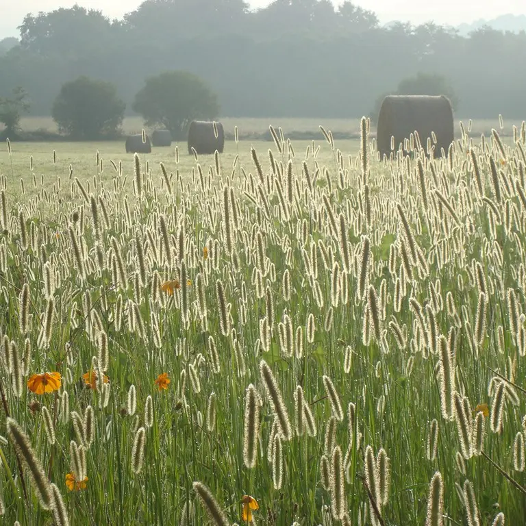 Pussacq -meules de foin (3)