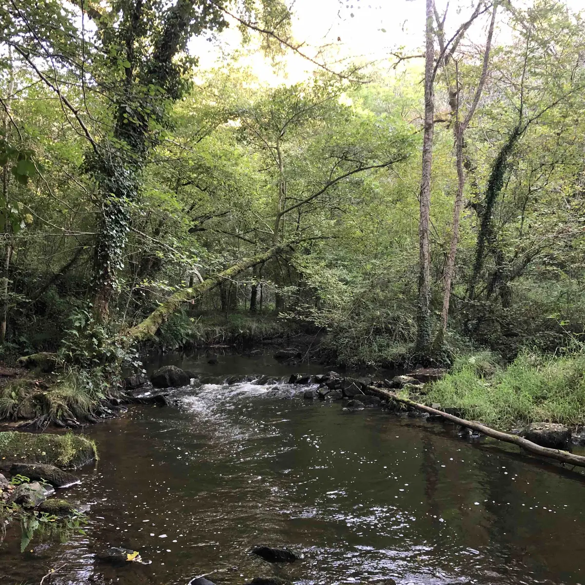 Tardoire