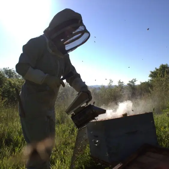 Abeilles-Picherie-Montpon