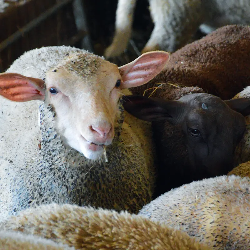 agneau-la-ferme-des-feuillardiers-les-cars