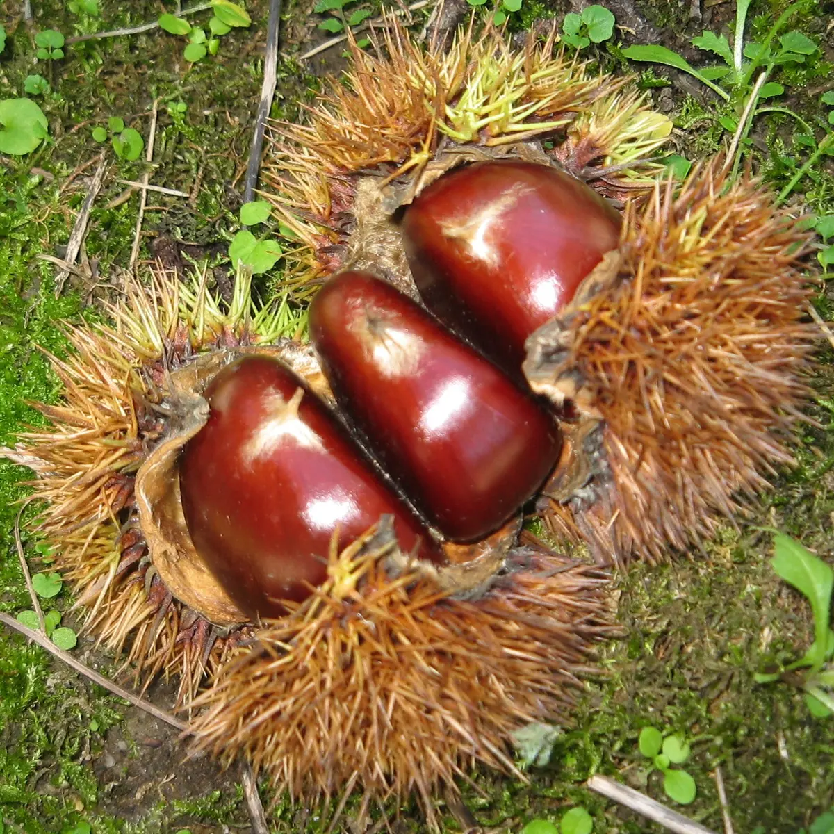 bogue rectifiée