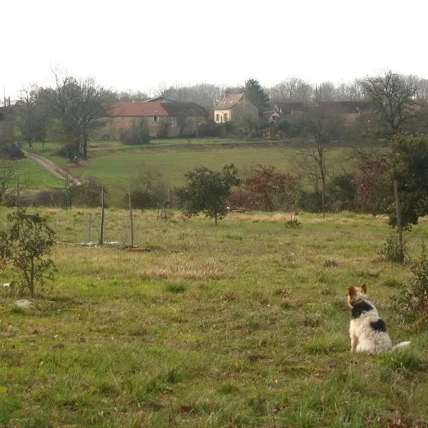 chien paysageS