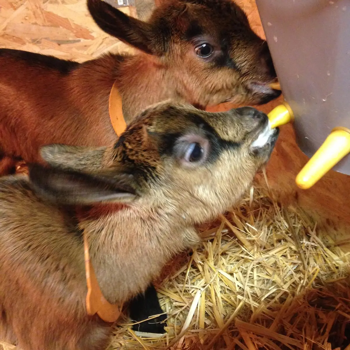 Chèvrerie du Lac de Roudet