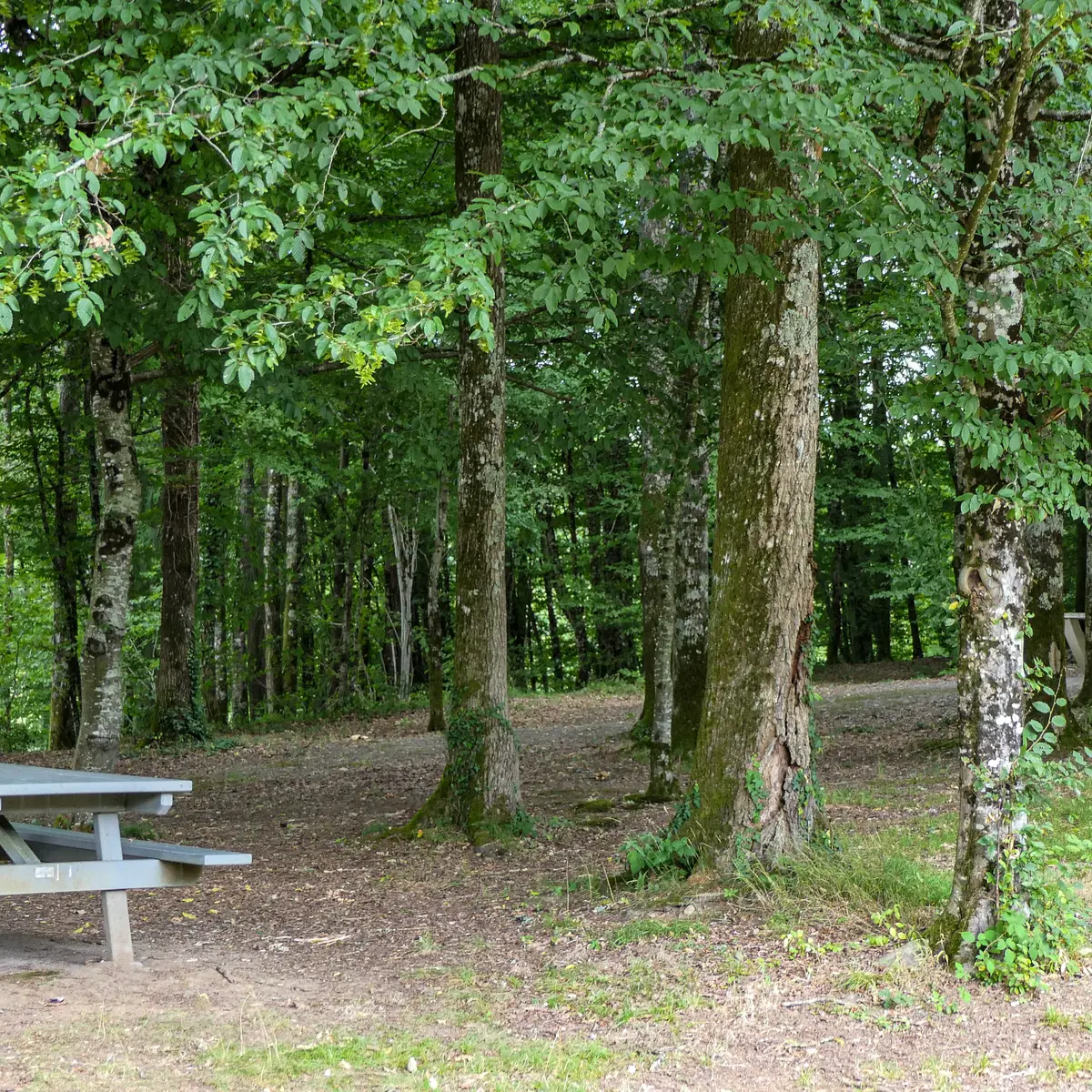 saillat-sur-vienne_2024_amel-elmalah_aire-de-pique-nique