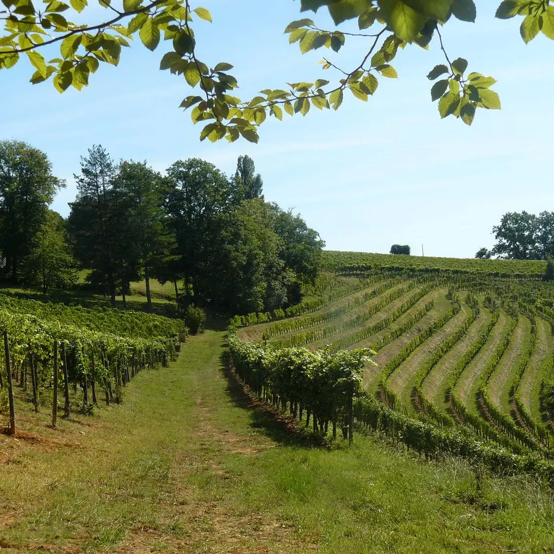 Domaine de Souch - Laroin - vignoble