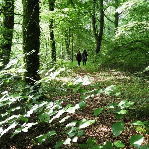 Forêt du Mesnil