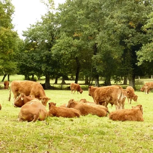 ©SMBMSM - vaches