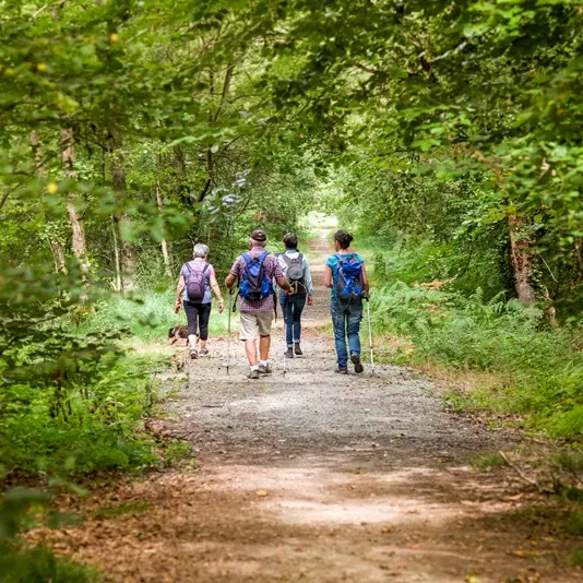 Forêt du Mesnil