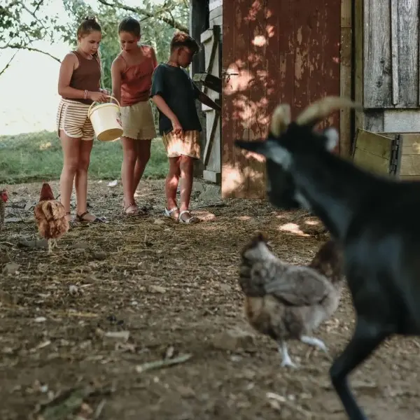 Poulailler-Les-Jardins-des-Coccinelles