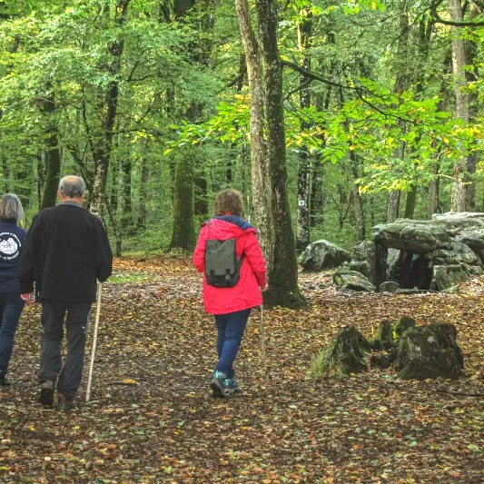 Forêt du Mesnil