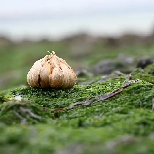 Silvaé Nature