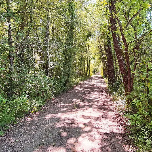 Dans les bois