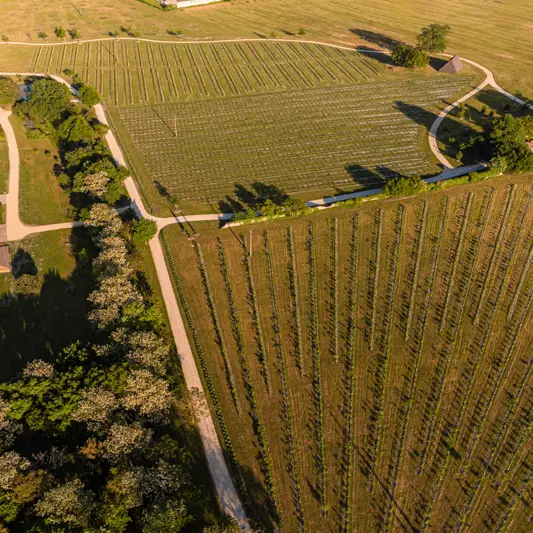 Académie de la Truffe Ligre