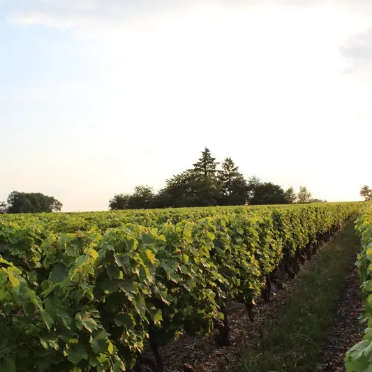 Vignoble de Chançay
