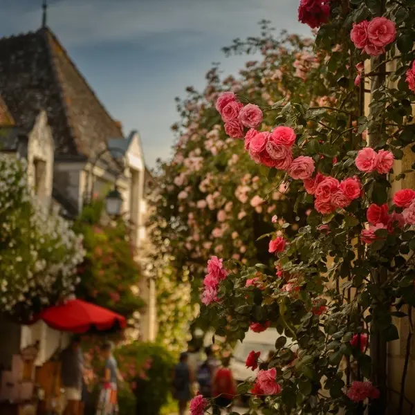 Les roses de Chédigny