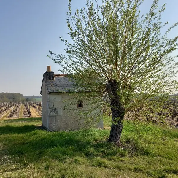 Loge_vigne_Coliniere_Chancay_crédit_OTMV_NB_2052 (6)