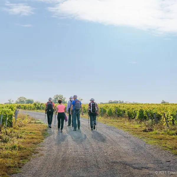 Randonnée pédestre - Vignoble de Vernou-sur-Brenne