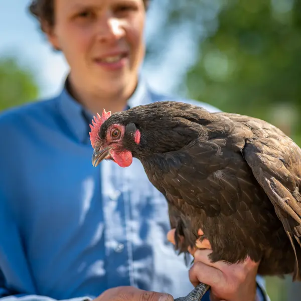Des poules et des vignes