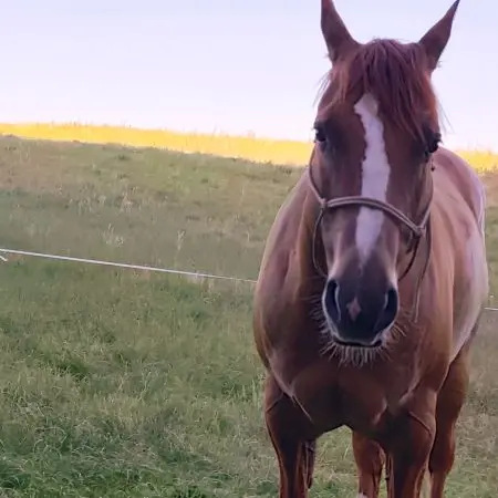 Horse journey - Starlight - Touraine Val de Loire