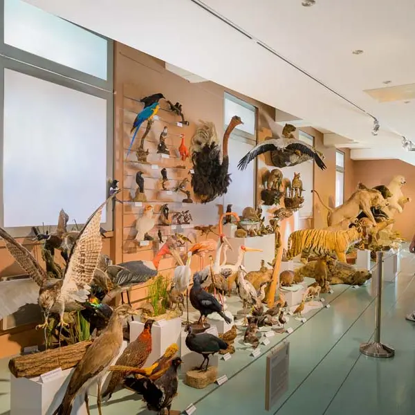 Muséum d'histoire naturelle de Tours