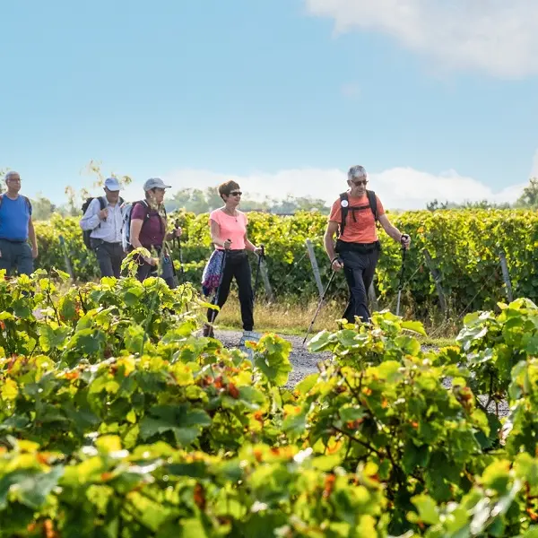 Randonnée pédestre - Vignoble de Vernou-sur-Brenne