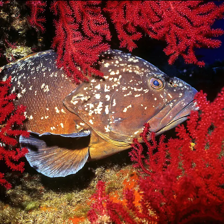 Mérou au milieu des fonds marins