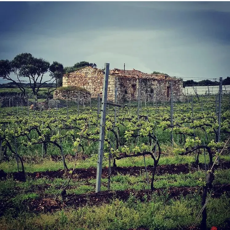 bonifacio_Domaine Zuria