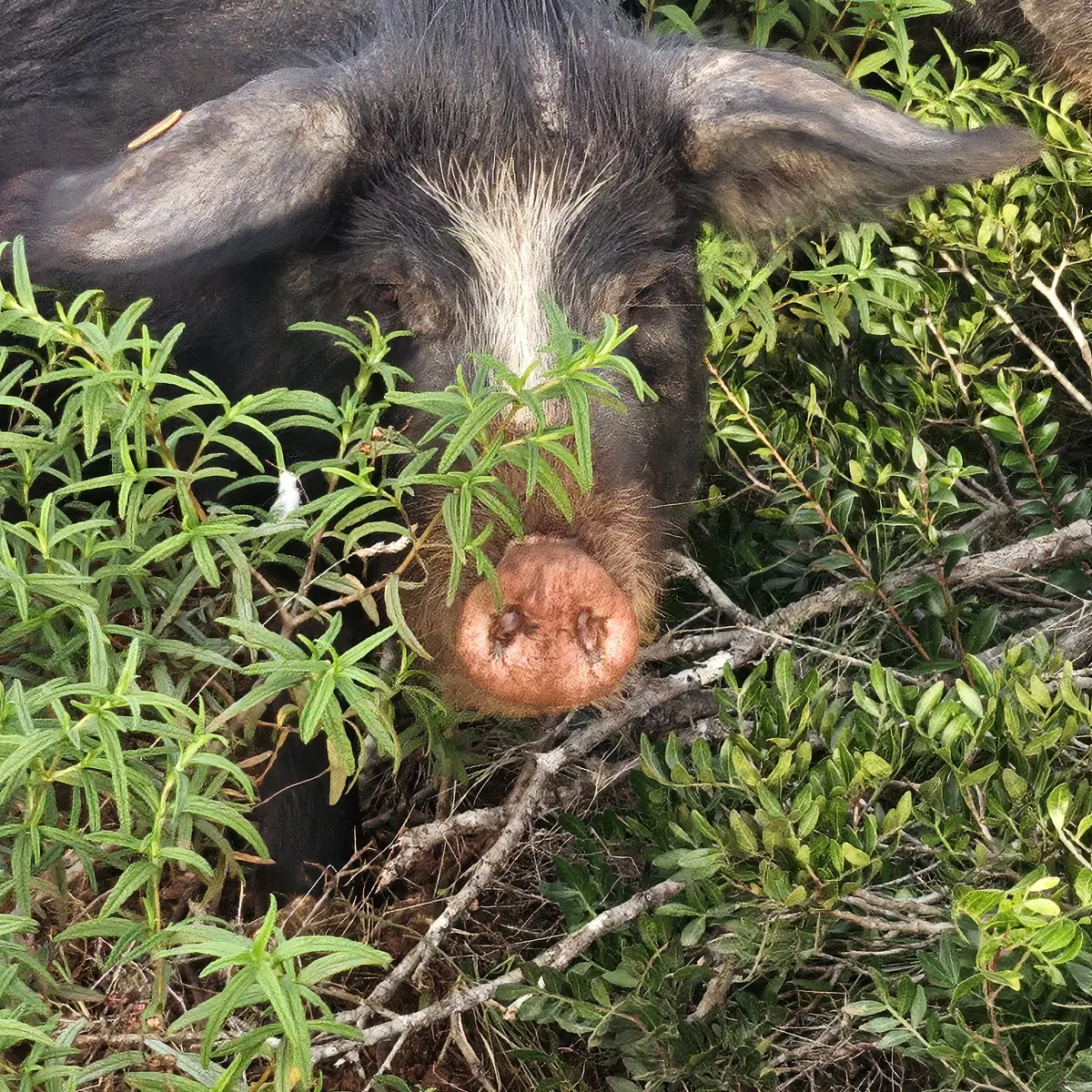 cochon caché