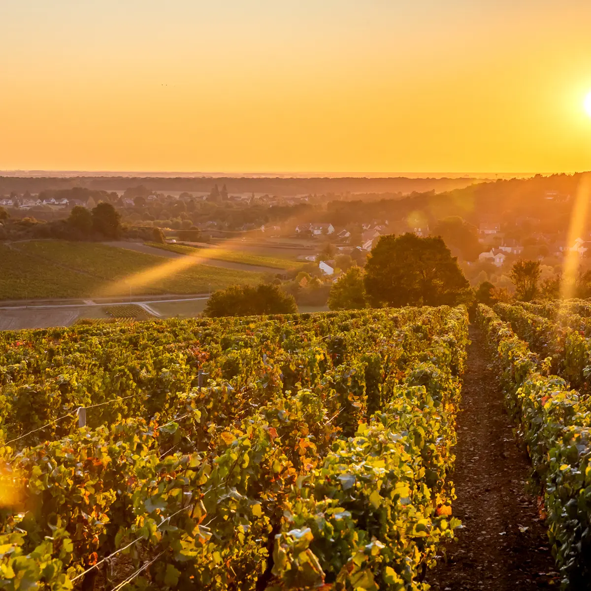 VENDANGES