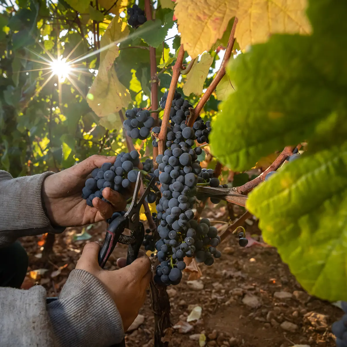 VENDANGES