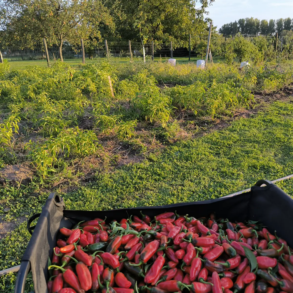 Piment de Bresse