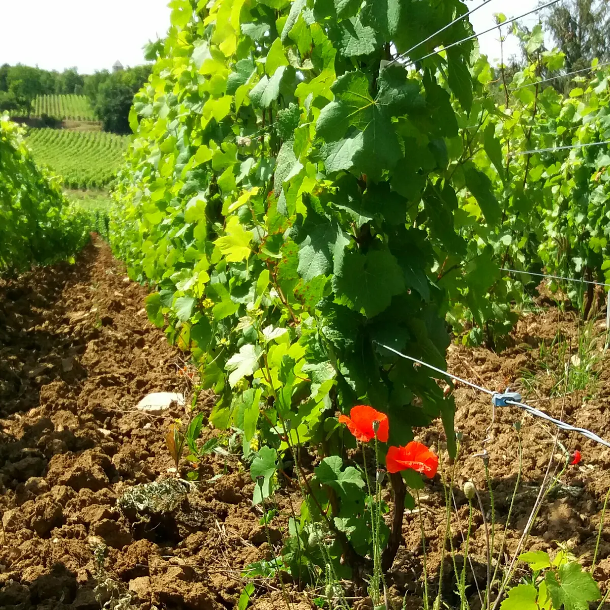 Vigne labourée