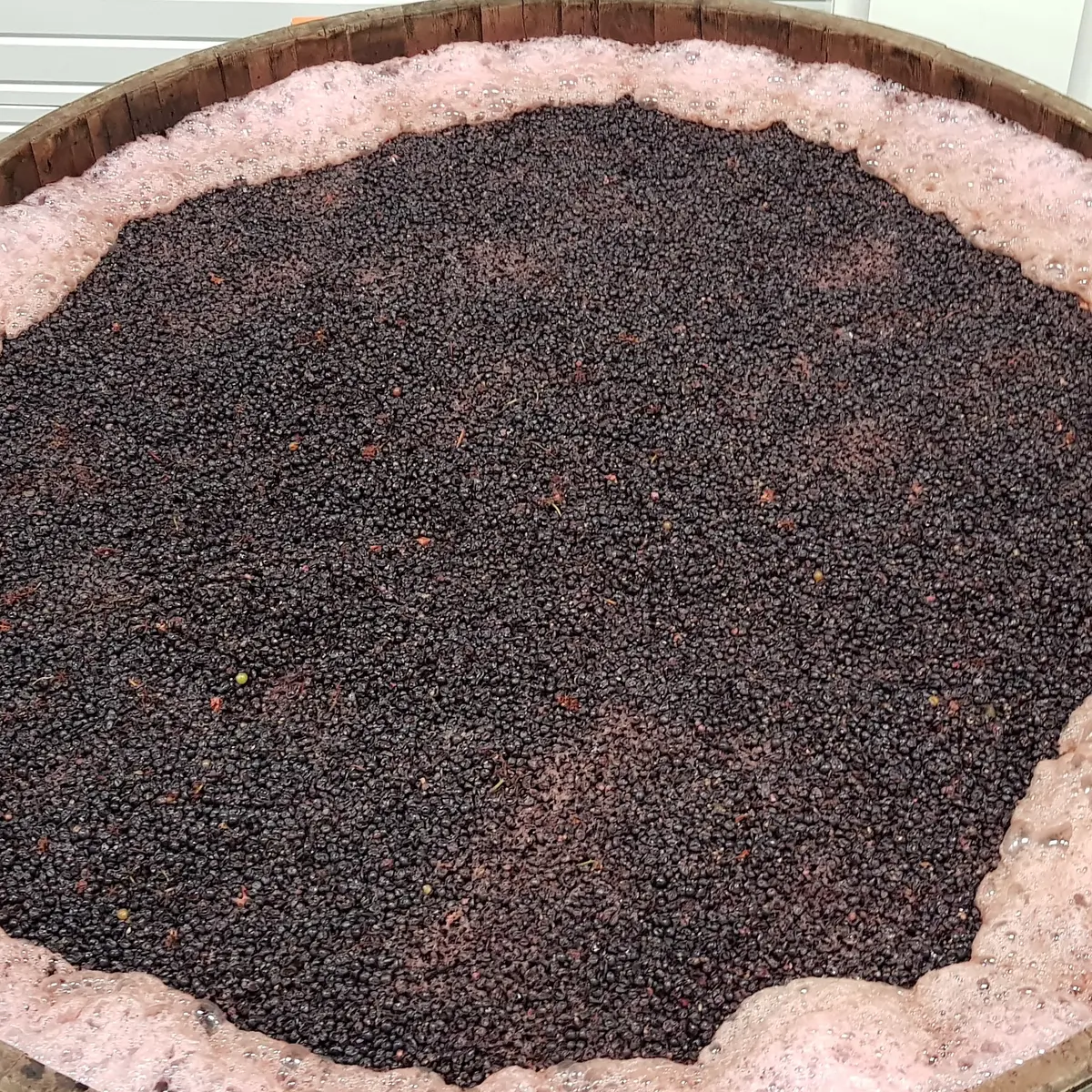 Le millésime 2019 en fermentation