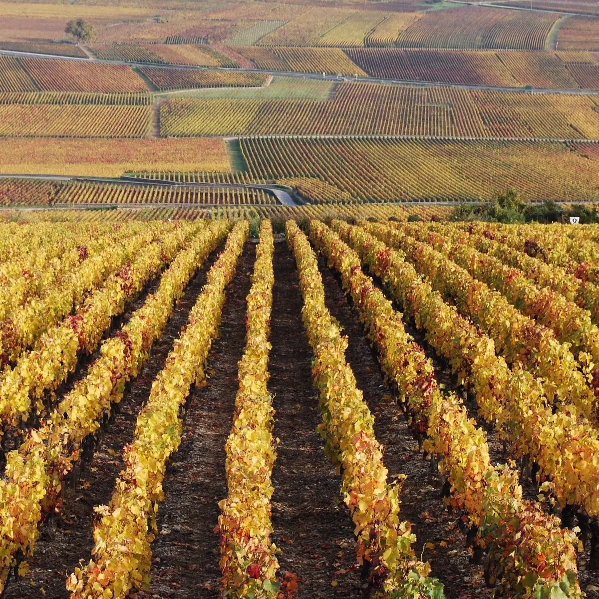 Côte de Beaune