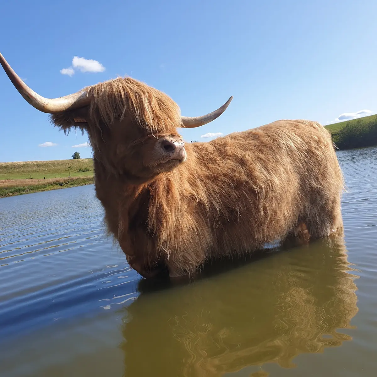 Vache highland du Plateau