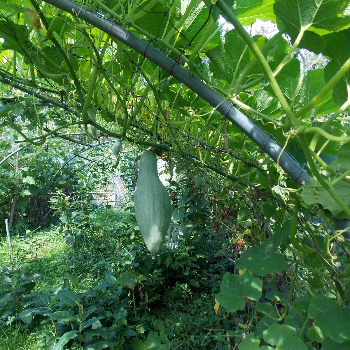 LE JARDIN DU MAQUIS_2